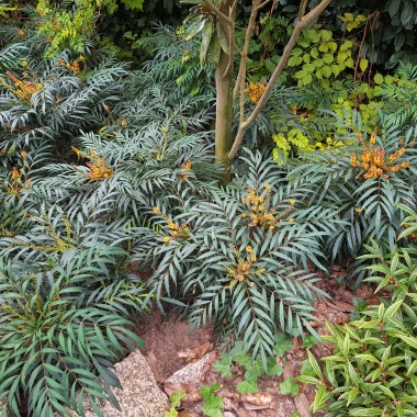 Mahonia Volcano (2)